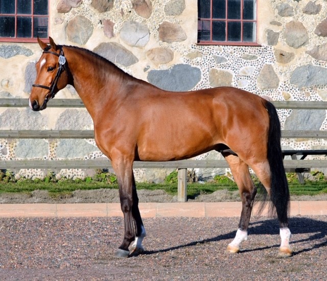 Viking Hästak 1401 e. Heartbeat - Carmargue nygodkänd 2019. Äg HÄSTAK AB