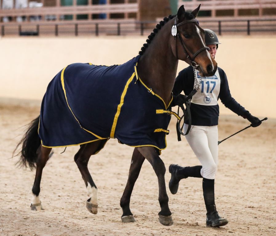 XTOP Hästak ridponnyhingst RP 192 e. Top Nordpol - Power Boy . Bruksprovsvinnare 2019 i ASRP