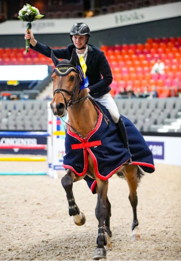 Viking Hästak hingst